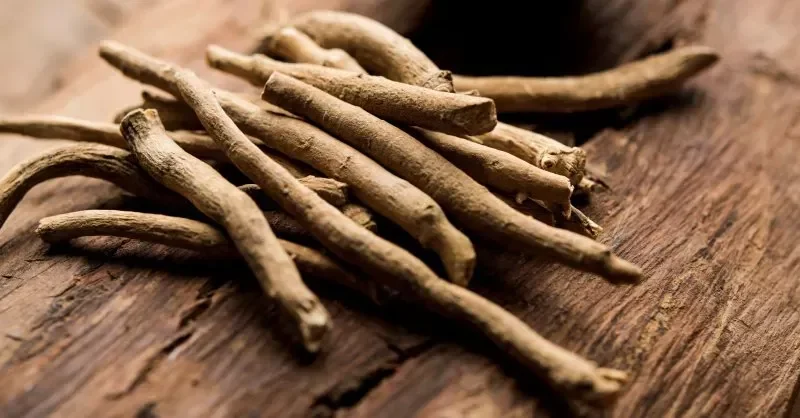 Suseny koren ashwagandhy pouzivany v prirodni medicine ke snizeni stresu a zlepseni vitality