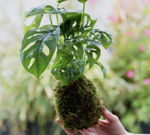 Flower-Therapy_15-Kokedama