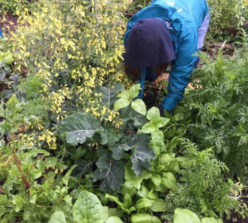 Juraj-Haris_16_Comunity-Garden_03